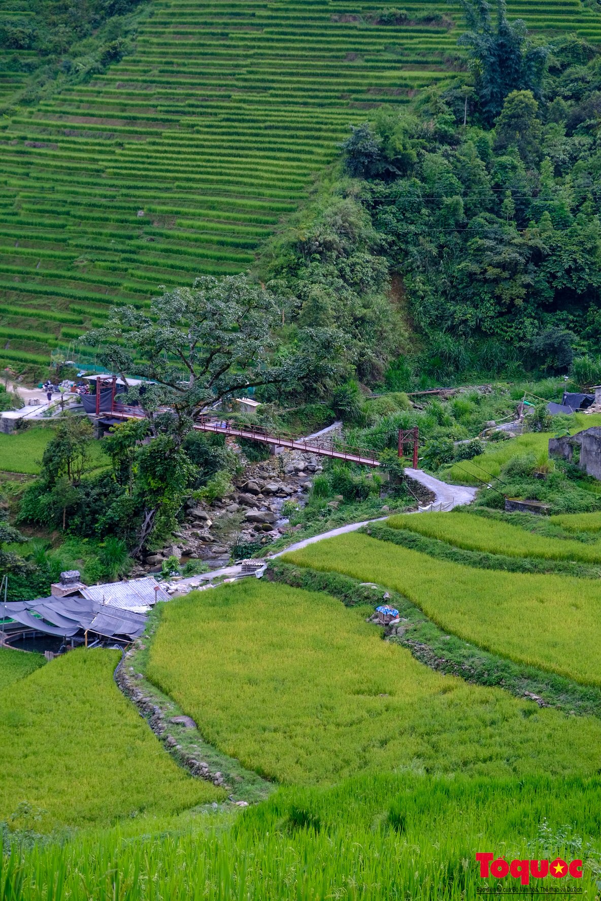 Mùa lúa non xanh mướt trên ruộng bậc thang Sa Pa - Ảnh 21.