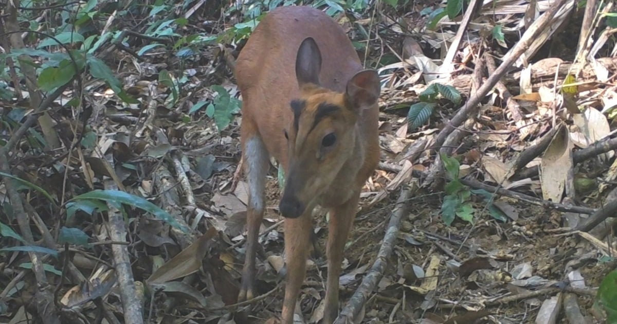 Première fois que nous enregistrons des images de nombreux animaux rares dans la réserve