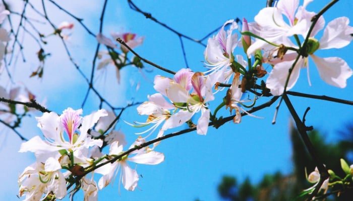 Dien Bien accueillera le festival des fleurs de Ban en mars 2025