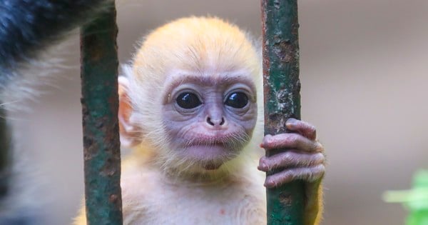 Was ist das Besondere an dem Affenbaby im Zoo, das in den sozialen Medien für Aufregung sorgt?