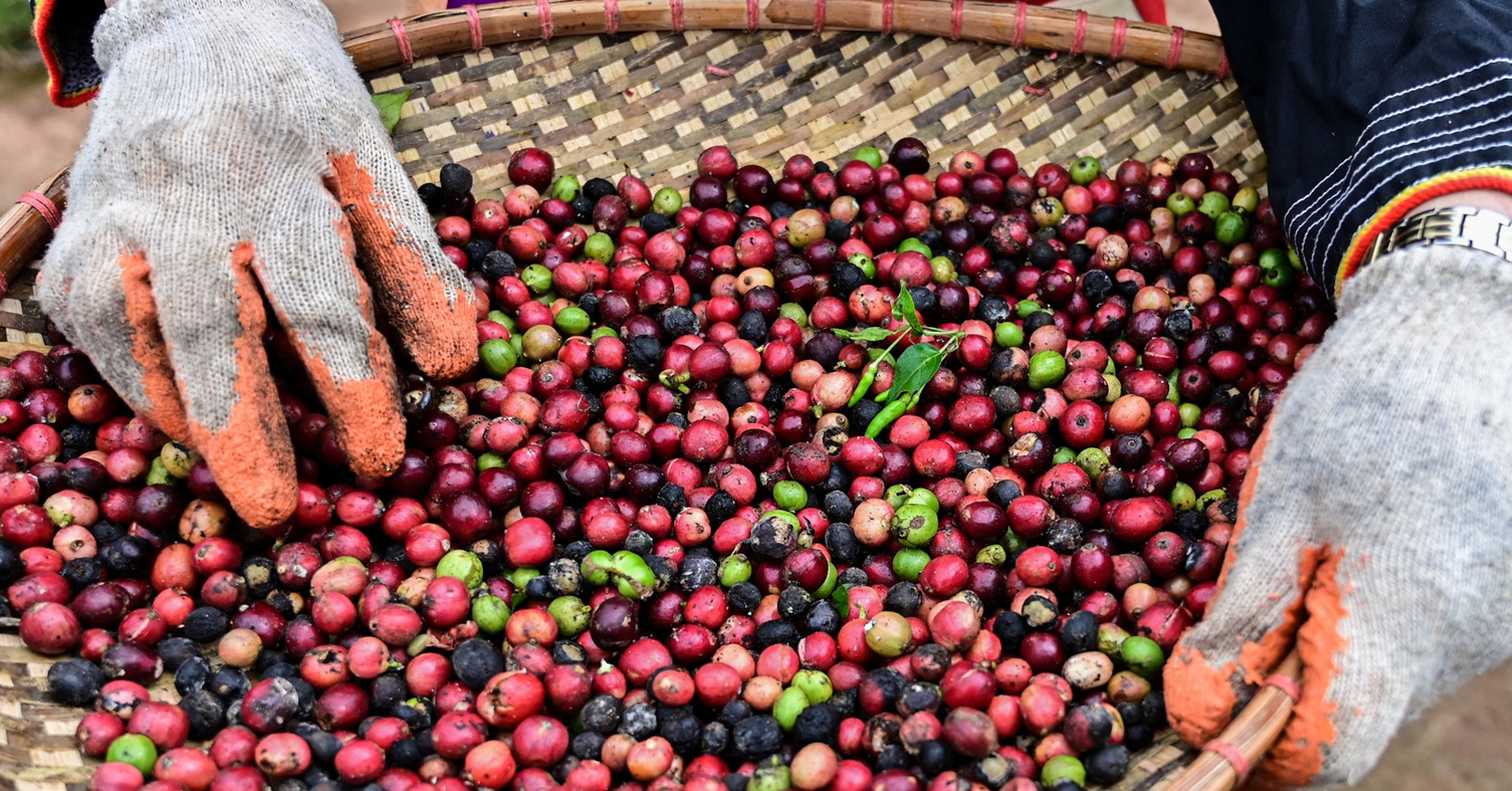 ข่าวดีอุดมสมบูรณ์ ส่งออกข้าวและกาแฟแข่งกันสร้างสถิติ ผักผลไม้ทำรายได้ 6.34 พันล้านเหรียญสหรัฐฯ