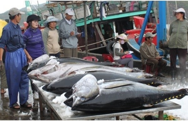 Réglementation sur la pêche du thon listao à partir de 5 kg et du hareng de 110 mm de long, quelle en est la raison ?