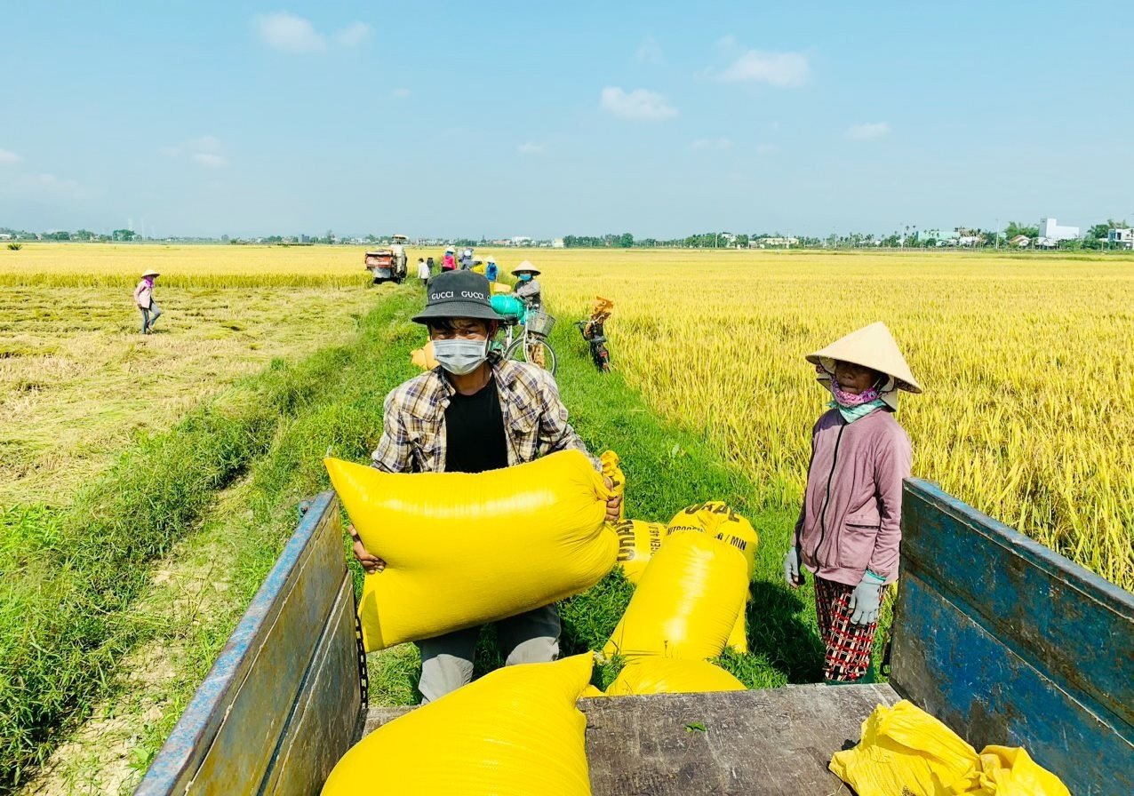 Liên kết sản xuất giúp nông dân yên tâm về đầu ra sản phẩm nông nghiệp, vì đã có doanh nghiệp đảm nhận việc tiêu thụ.