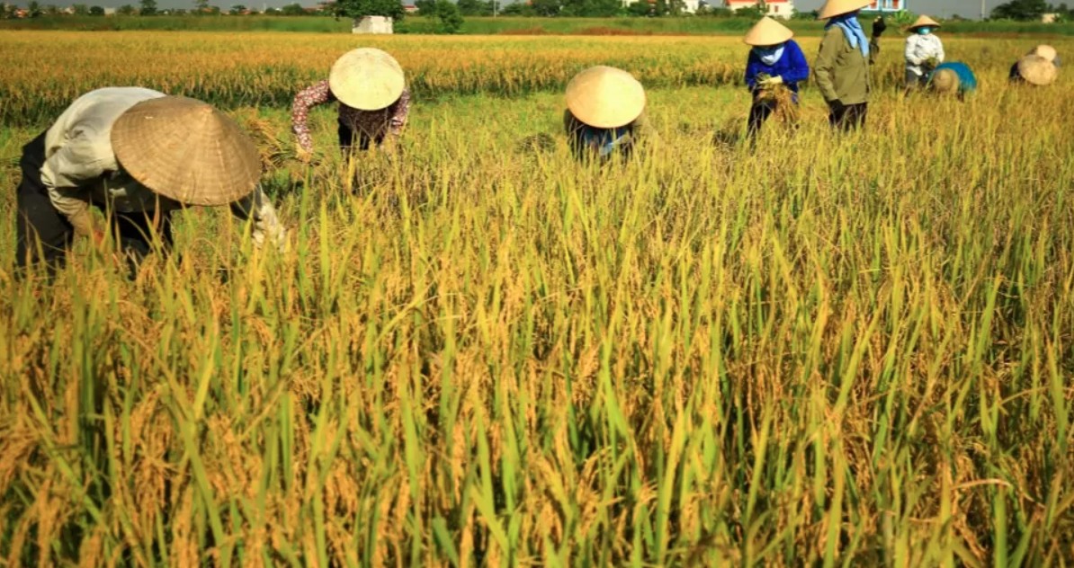 Stabilité intérieure, les exportations de riz du Vietnam au plus haut niveau d'Asie