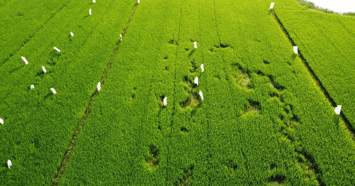 Bình Định: Nông dân khốn đốn với "ông tý"