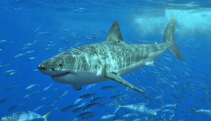 Ataques de tiburones matan a un extranjero en el Mar Rojo y Australia