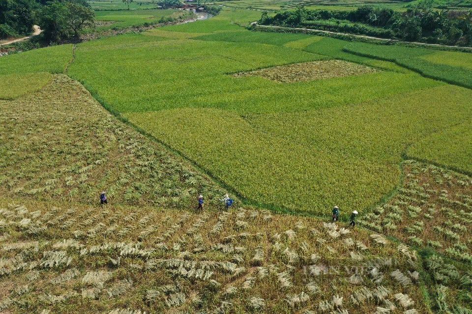 Vẻ đẹp ruộng bậc thang sau cơn lũ ở vùng cao Lào Cai  - Ảnh 17.