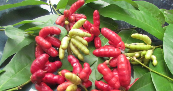 La fruta del canario, la almendra india, la jaca silvestre, el longan y otras innumerables frutas silvestres de Tay Ninh solían disfrutarse, pero ahora los ricos las anhelan.