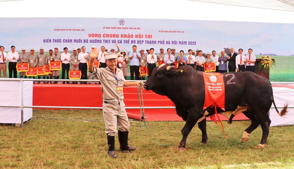 Concours de connaissances sur l'élevage de bovins de boucherie et les belles vaches à Hanoi en 2022. Photo : Anh Ngoc