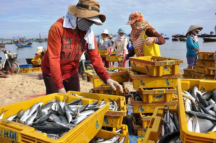 Xuất khẩu ngày 5-9/6: Vướng 'thẻ vàng', ngành thuỷ hải sản vẫn gặp khó; gần 100 tấn vải thiều 'cập bến' các thị trường giá trị cao