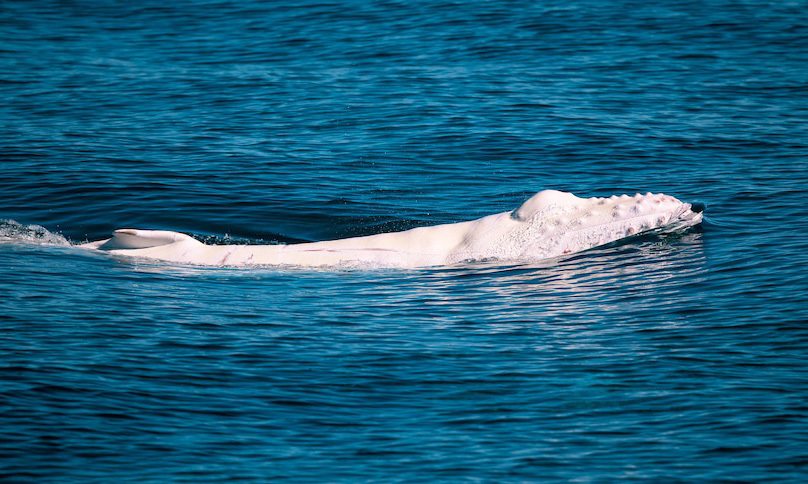 Une baleine à bosse entièrement blanche émerge avec sa mère