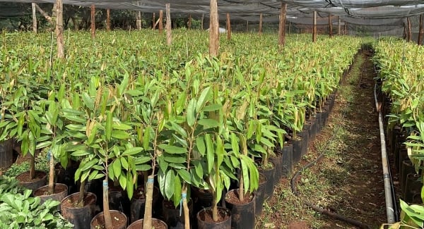 Pepper prices stable at the beginning of the week; durian seedling prices increase sharply