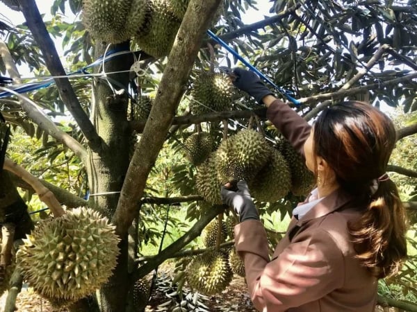 Obst- und Gemüseexporte öffnen Türen zu wichtigen Märkten