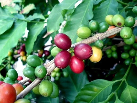 Agricultural product prices on October 24, 2024: Coffee prices drop sharply, pepper prices soar