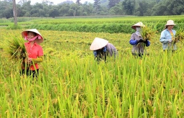 Les prix du riz continuent de stagner, ceux du coton augmentent considérablement