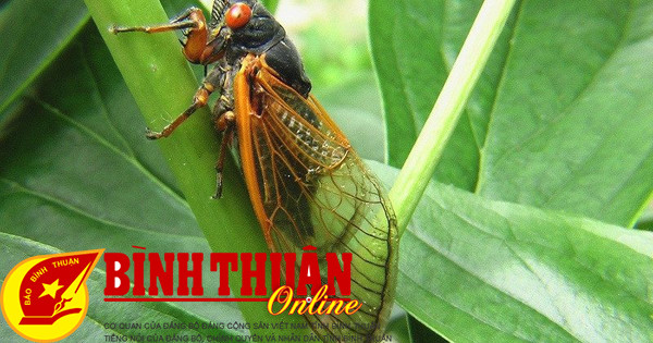 Cicadas ហៅរដូវក្តៅ