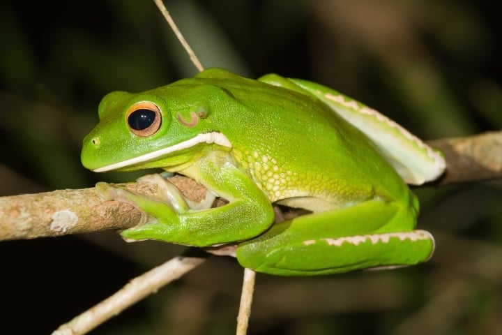 ¿Cuál es la distancia que puede alcanzar el animal que salta más lejos del mundo? - 1