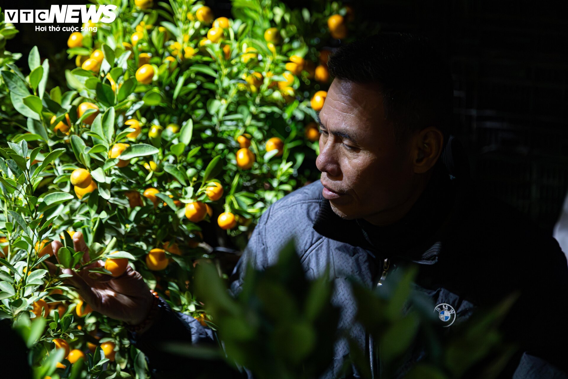 Los pequeños comerciantes luchan contra el frío extremo en Hanoi y se quedan despiertos toda la noche para cuidar los árboles de durazno y kumquat - 13