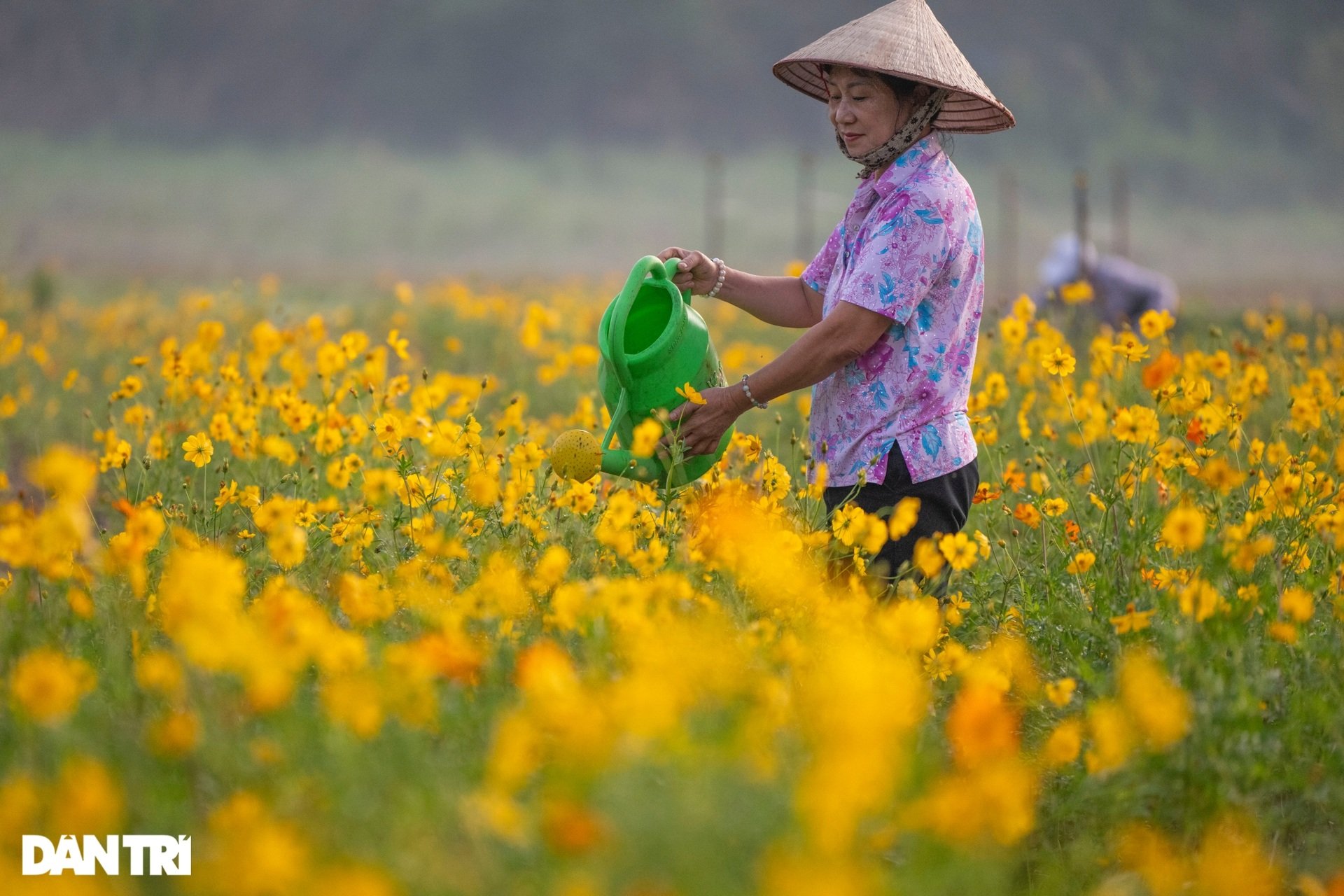 Ngỡ ngàng vẻ đẹp của rừng hoa cúc dưới chân cầu Long Biên - 10