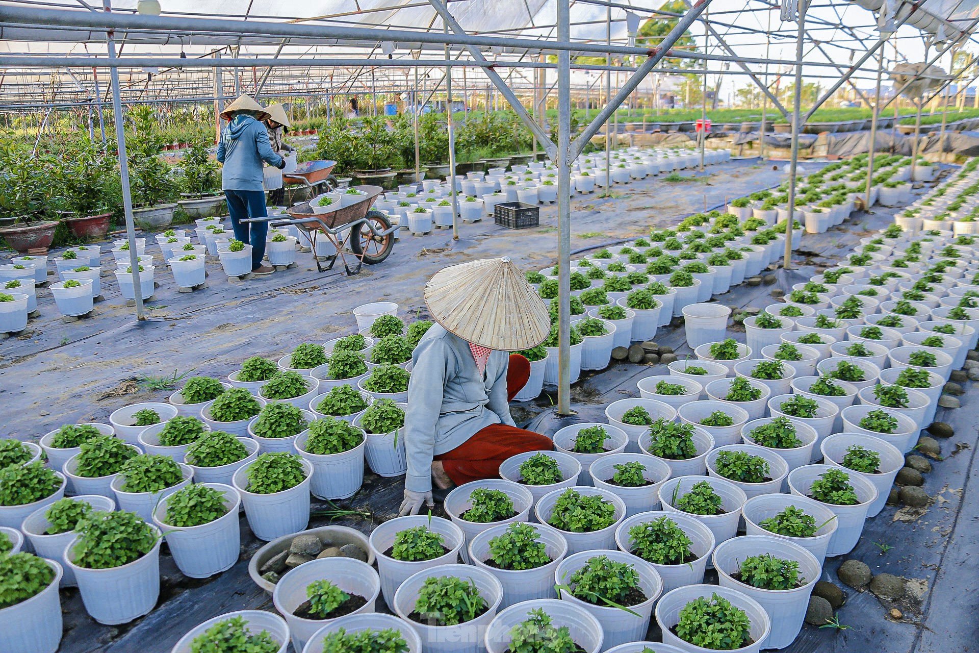 Wunderschöne glitzernde Szene im größten Blumendorf in Da Nang während der Tet-Saison, Foto 9