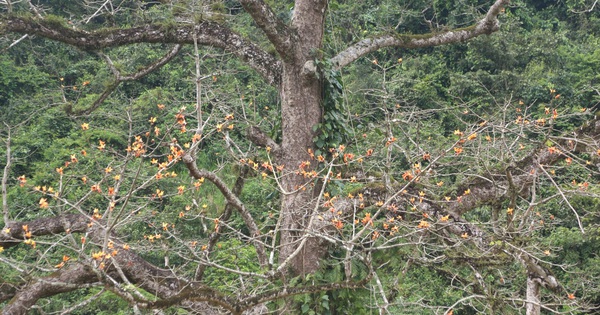 Nahaufnahme des Kapokbaums, eines 500 Jahre alten Baums mit seltsamen Blüten in Quang Binh, der gerade als Kulturerbe-Baum anerkannt wurde.