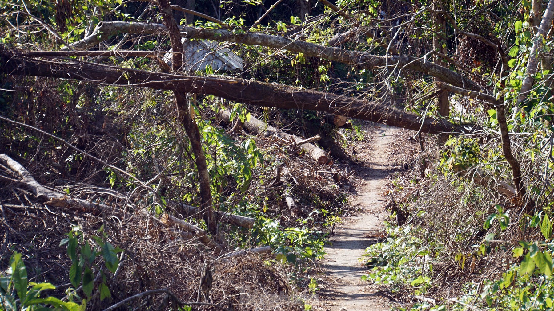 La forêt du parc national de Cat Ba dévastée par la tempête n°3 photo 8