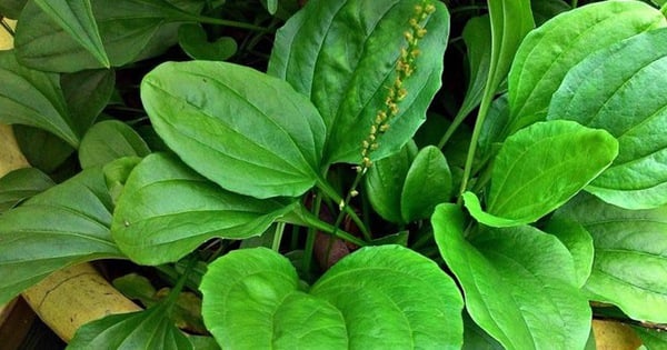 Este tipo de verdura silvestre crece en abundancia en el campo sin demasiados cuidados y es tan nutritiva como el ginseng. Se la conoce popularmente como planta medicinal.