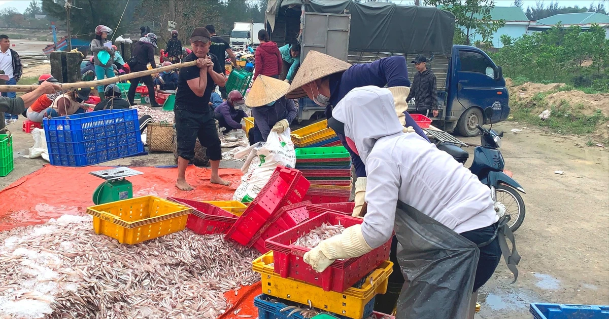 Ngư dân đánh bắt trúng hàng tấn cá cơm biển đầu năm