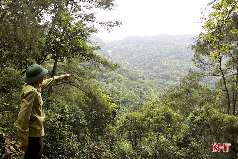 For Hong Linh forest to stay green forever...