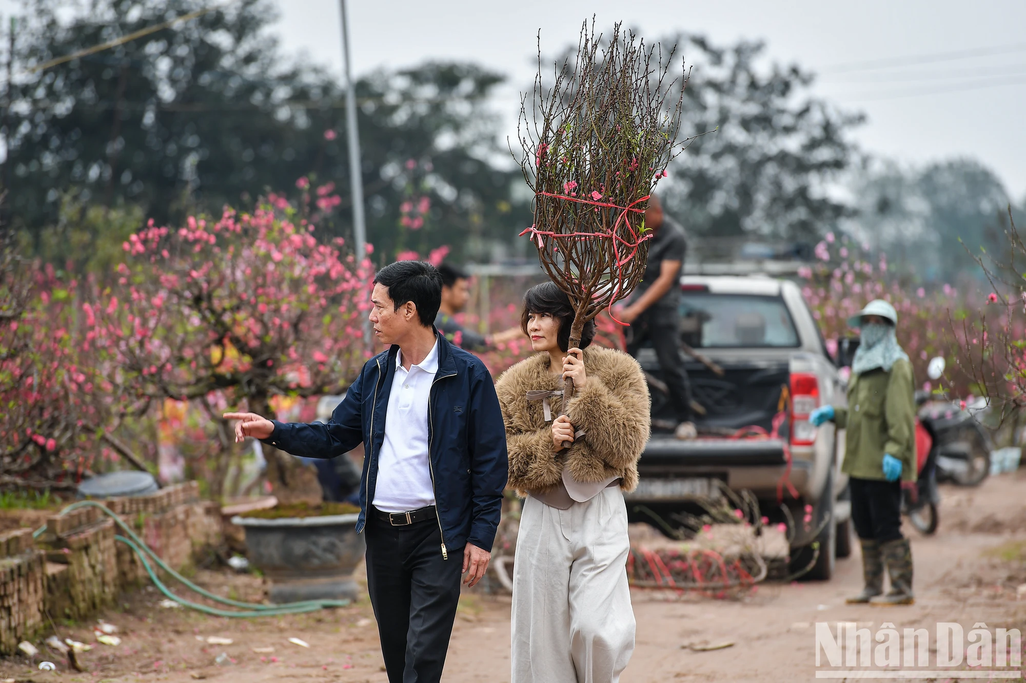 [Ảnh] Làng đào Nhật Tân – Phú Thượng rực rỡ khoe sắc ngày giáp Tết ảnh 12