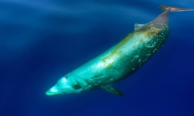 Les baleines à bec de Cuvier sont rares car elles font rarement surface. Photo: Andrea Izzotti