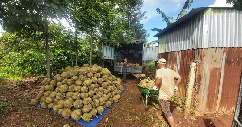 Kết thúc vụ mùa, lộ bất cập về quản lý mã vùng trồng sầu riêng