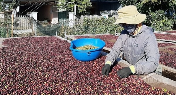 El café es uno de los productos agrícolas con mayor precio de exportación.