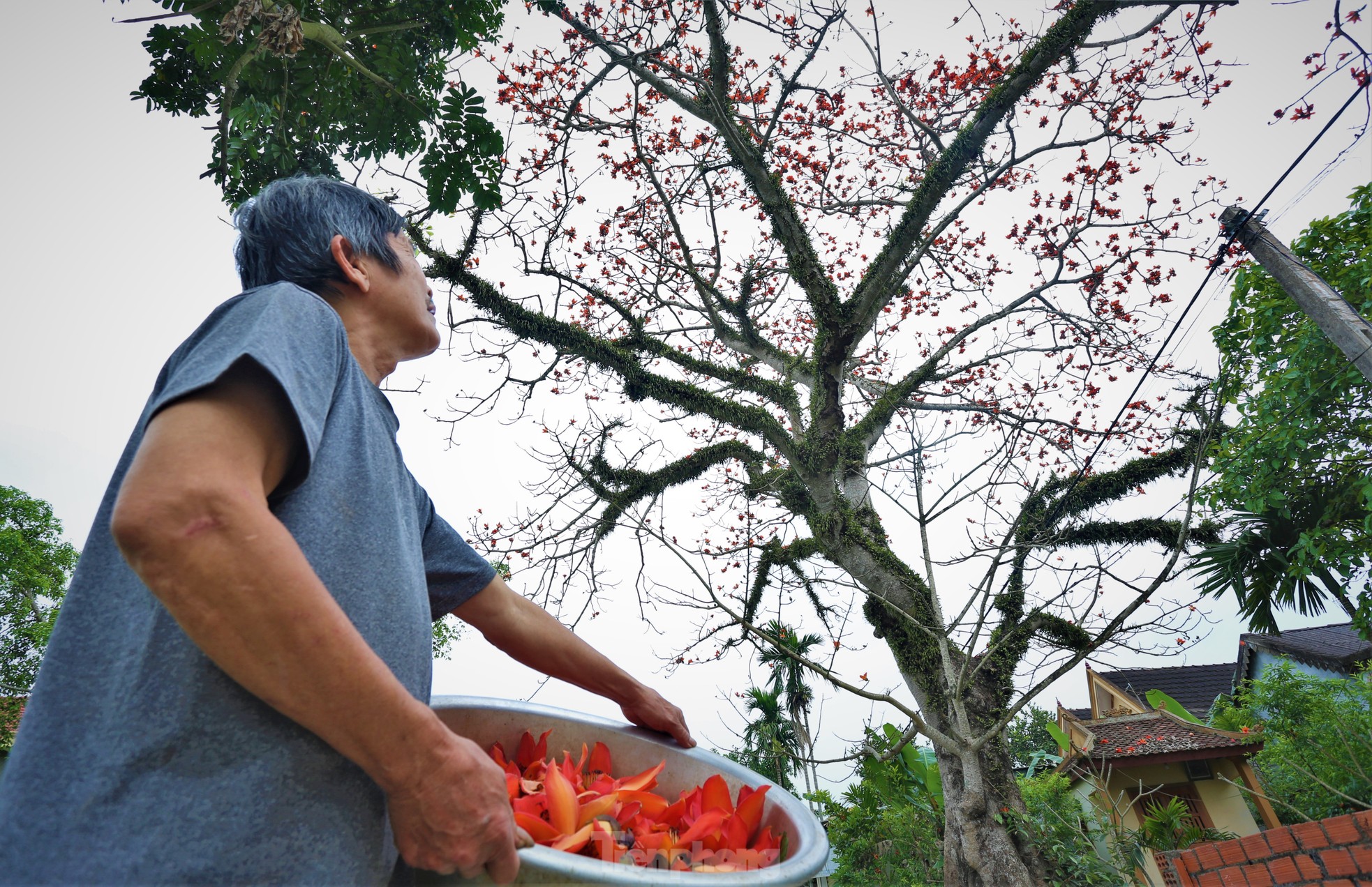Fascinated by the ancient cotton trees blooming in the hometown of the great poet Nguyen Du photo 12