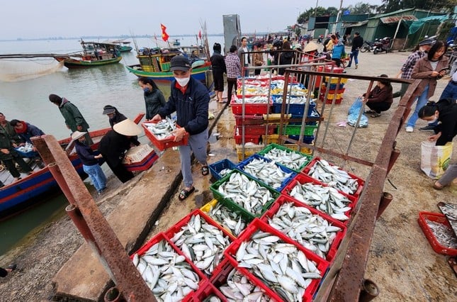 5-7 hours at sea, Ha Tinh fishermen earn tens of millions of dong thanks to a big catch of shrimp photo 11