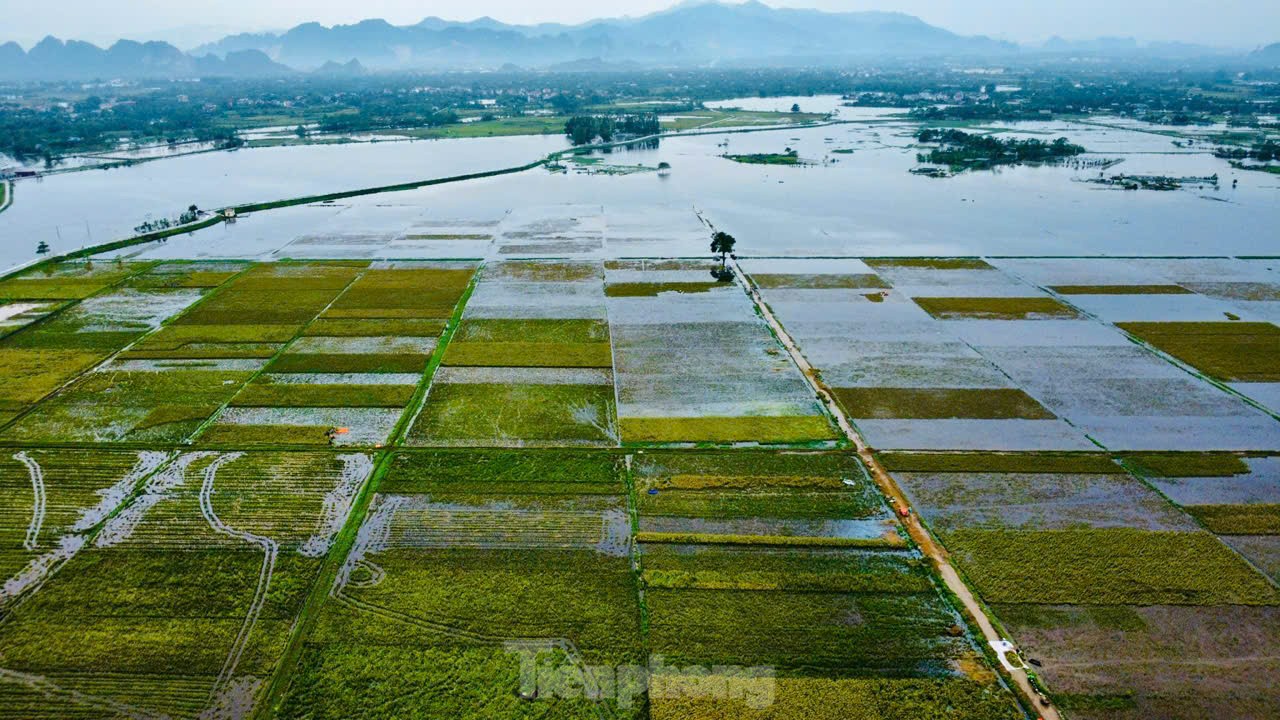 Chiến sỹ Trung đoàn tên lửa ngâm mình gặt lúa giúp dân vùng rốn lũ Chương Mỹ ảnh 1