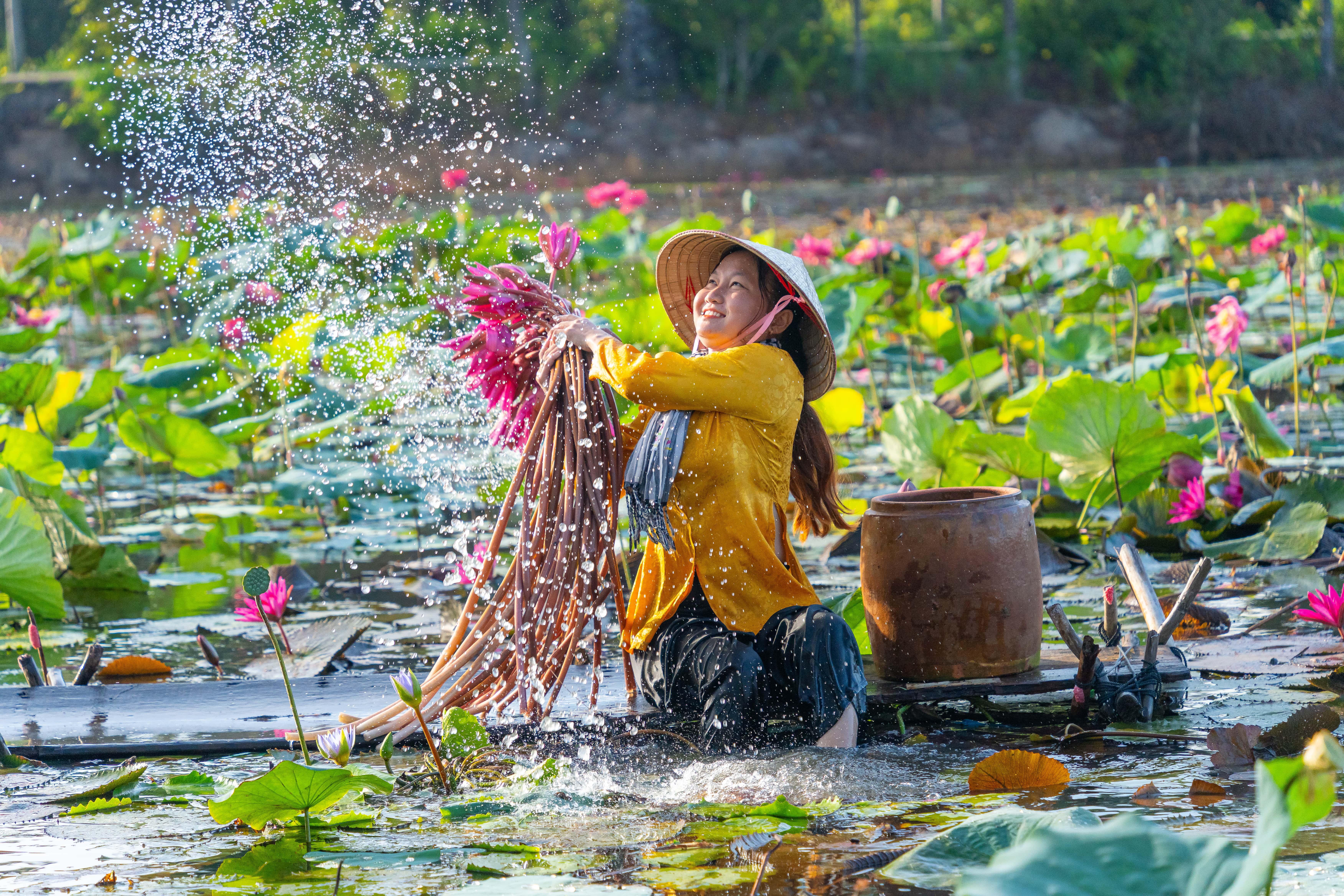 ពណ៌នៃផ្កាឈូក Moc Hoa