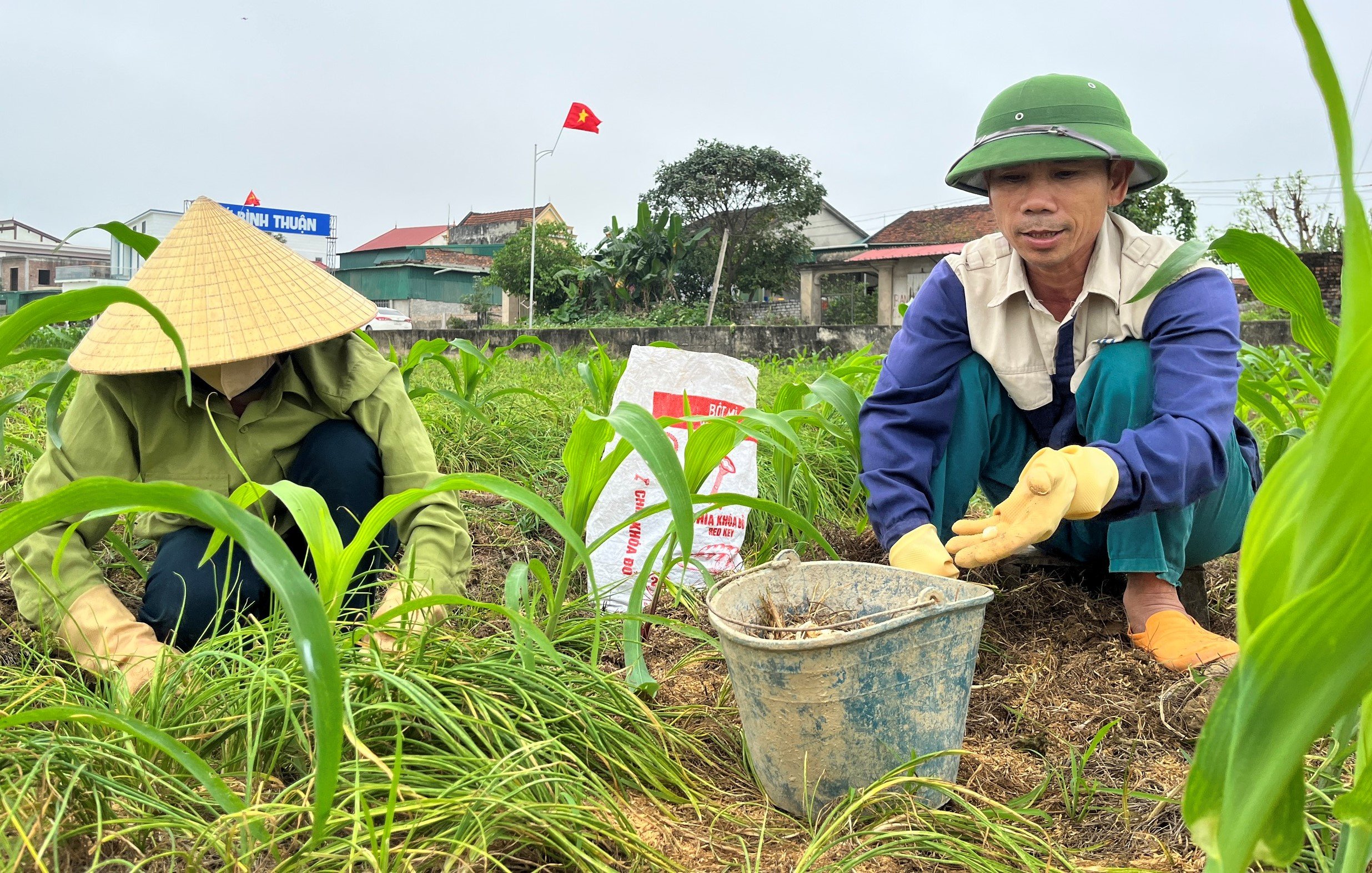 Loại củ thơm lừng giá đang cao, dân nơi này ở Nghệ An tranh thủ thu hoạch sớm để chốt lãi- Ảnh 1.