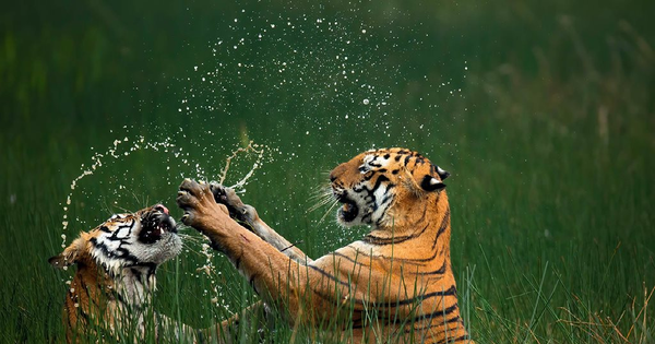 Las 13 fotografías de naturaleza más impresionantes de 2024