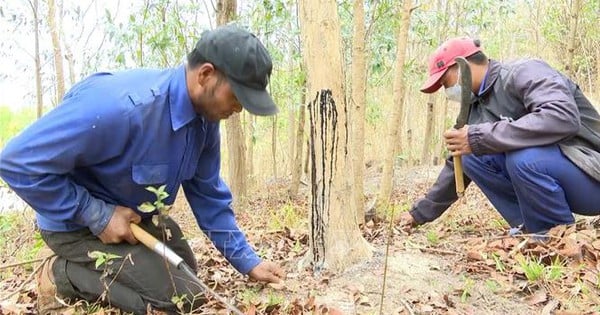 Trồng rừng gỗ trắc quý có tên trong sách Đỏ, cả làng ở Gia Lai ngày đêm trông giữ, cấm người lạ