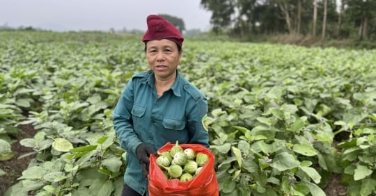 La comuna tiene 500 hogares que cultivan coco, con ingresos 3-4 veces mayores que los que obtienen con el cultivo de arroz.