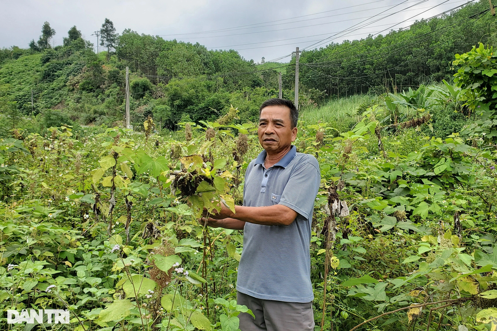 Vụ 200ha cây làm giàu bị chặt bỏ: Một doanh nghiệp đầu tư gần 1.000 tỷ - 1