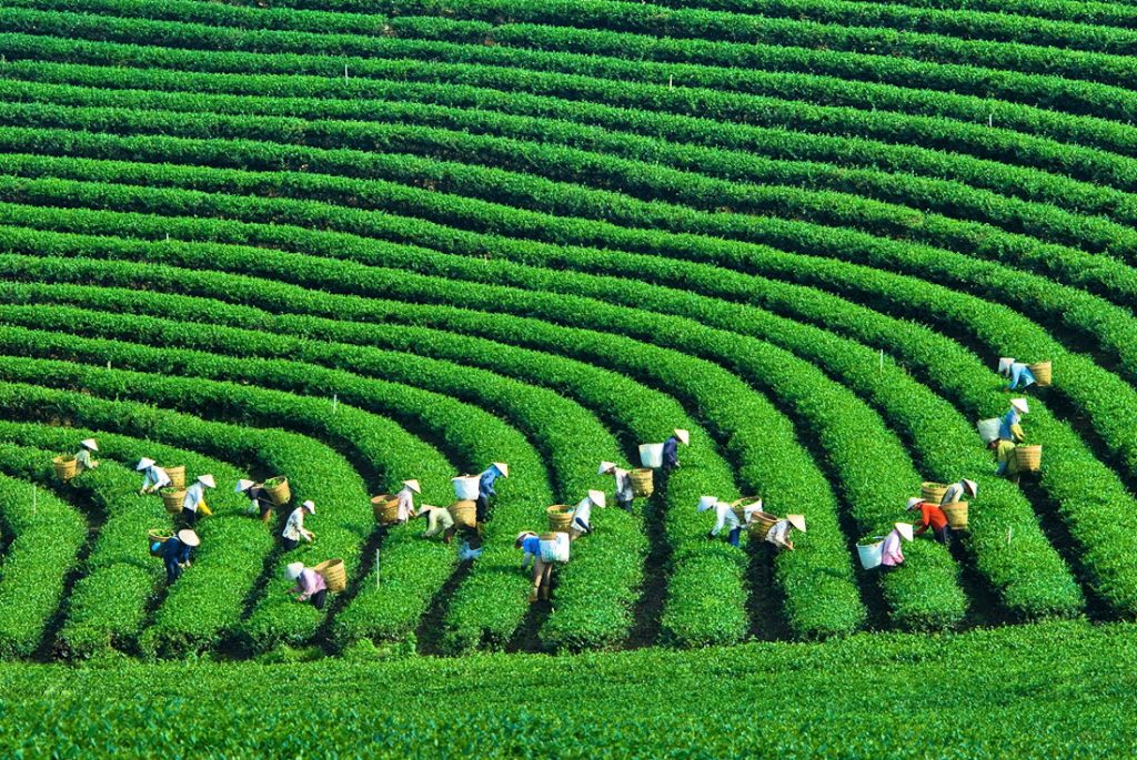 Le Vietnam vers un développement vert, l'économie verte est la nouvelle voie à suivre, image 1