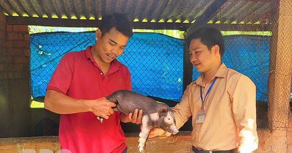 Heo đen là con đặc sản mà anh nông dân Bình Định nuôi thành công, hễ nói bán hết sạch luôn