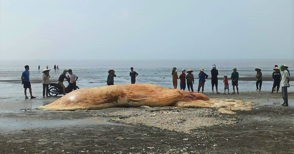 The body of a giant whale washed up on Dien Hung beach in Nghe An province.