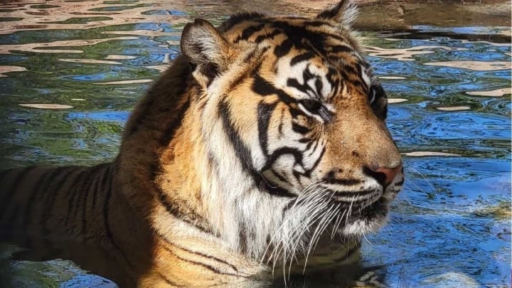 世界最大の野生ネコ科動物の迫力に圧倒される - 4