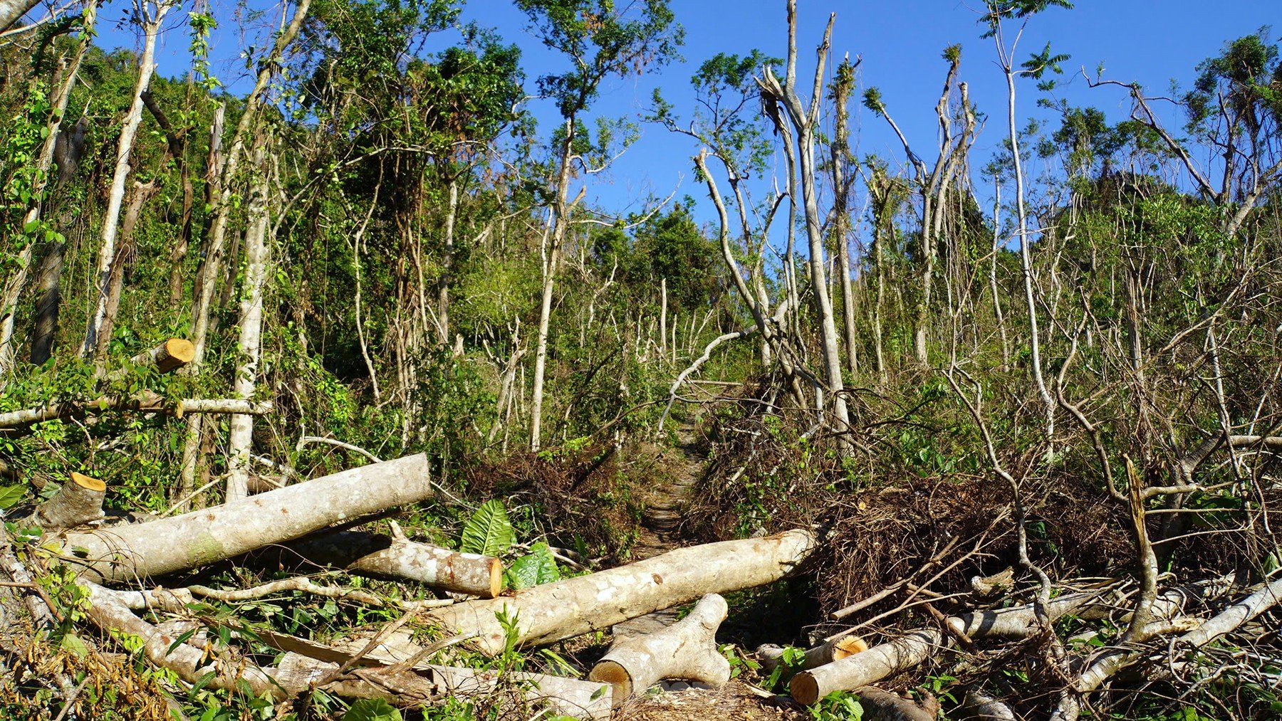 La forêt du parc national de Cat Ba dévastée par la tempête numéro 3 photo 3