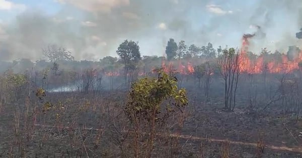 Près de 25 hectares d'acacia hybride brûlés à Gia Lai