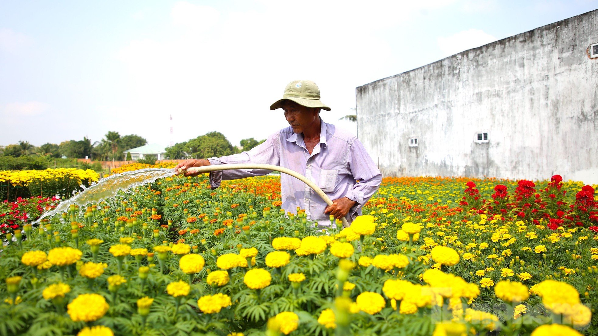 El centenario pueblo de flores de Can Tho es de una belleza brillante cerca de Tet, foto 3