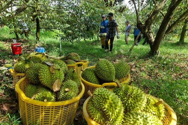 Sầu riêng tiếp đà tăng mạnh?